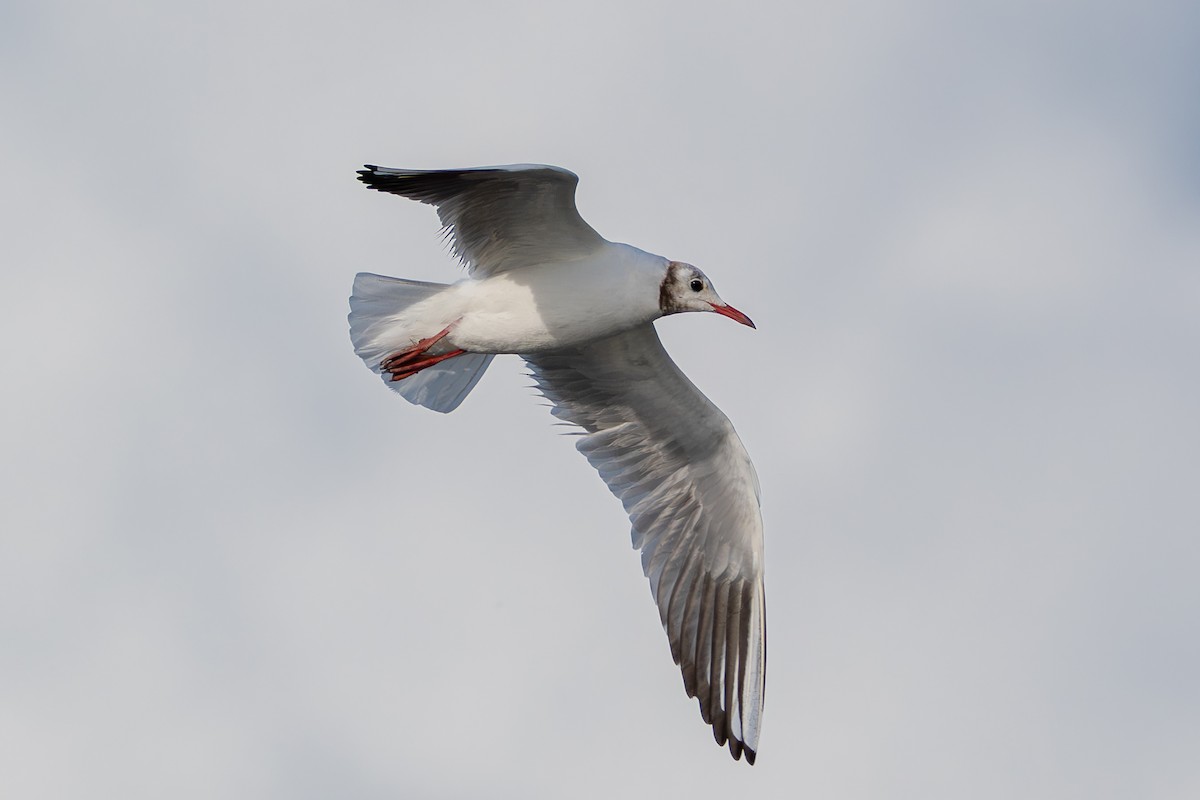 Мартин звичайний - ML646739570