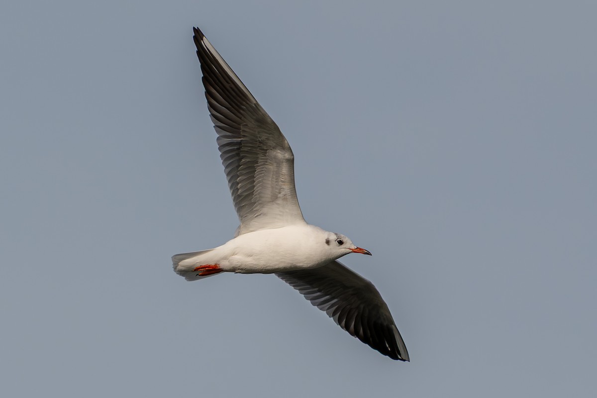 Мартин звичайний - ML646739571