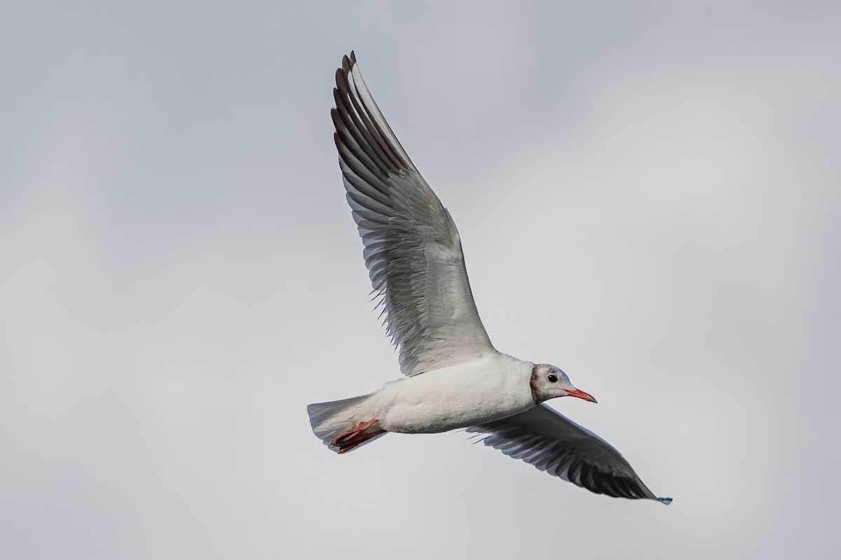 Мартин звичайний - ML646739572