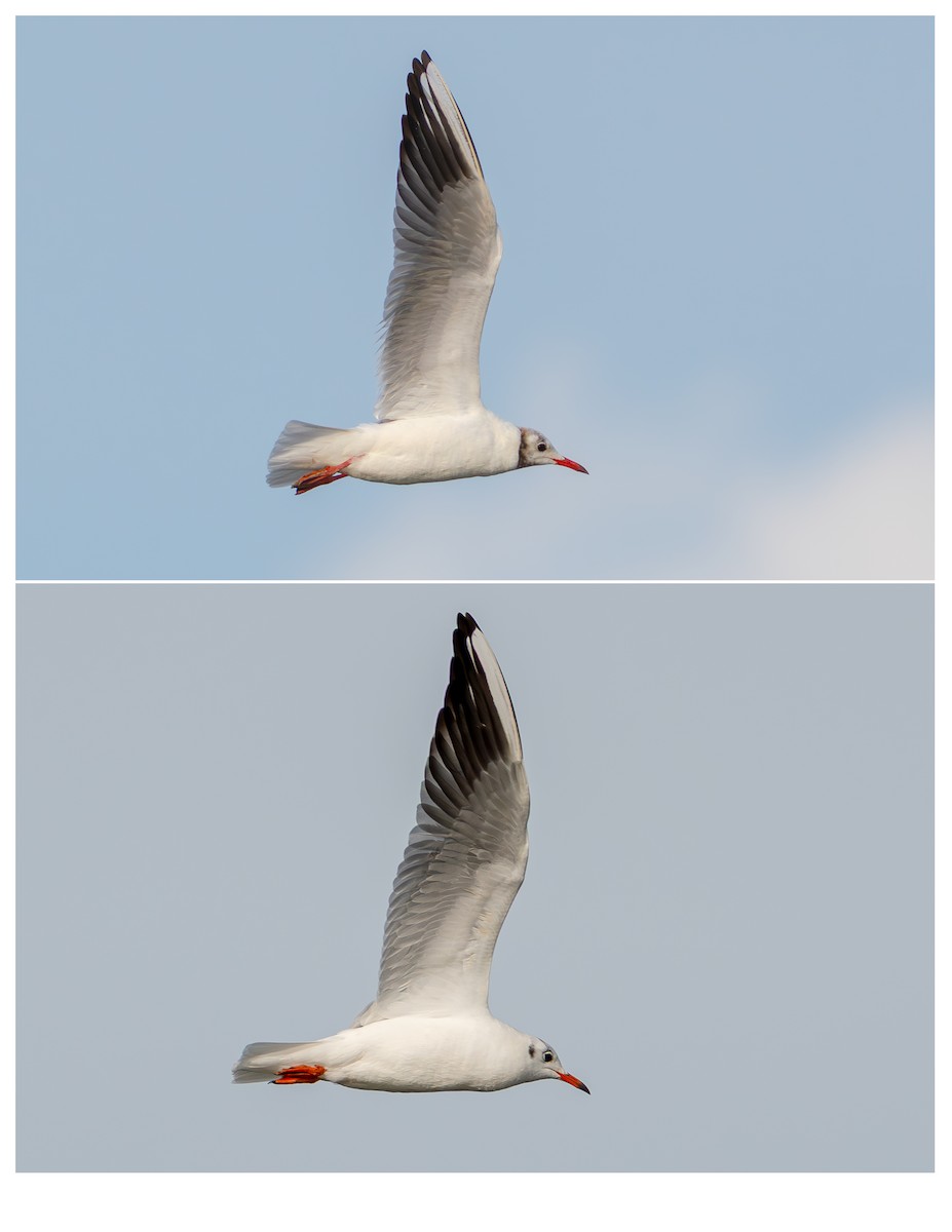 Мартин звичайний - ML646739574