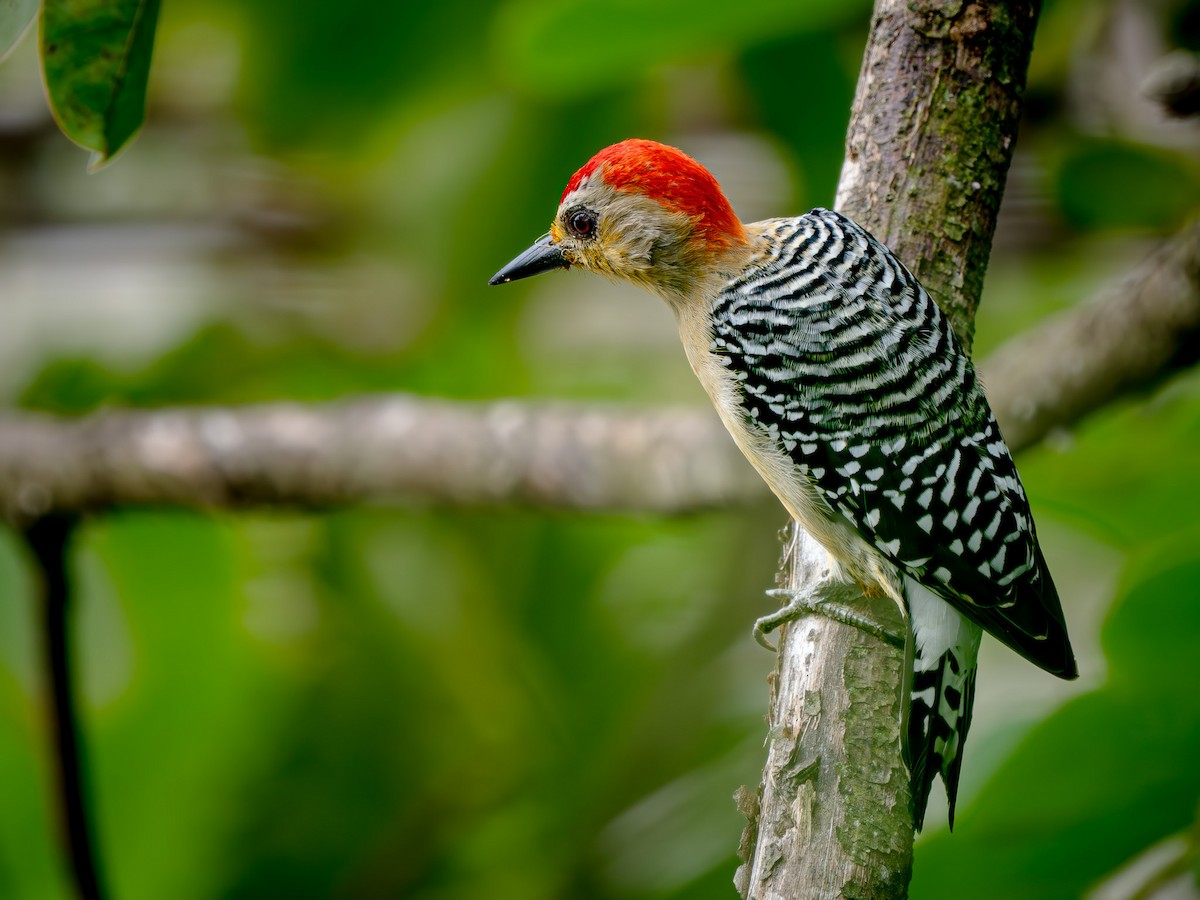 Red-crowned Woodpecker - ML646739575