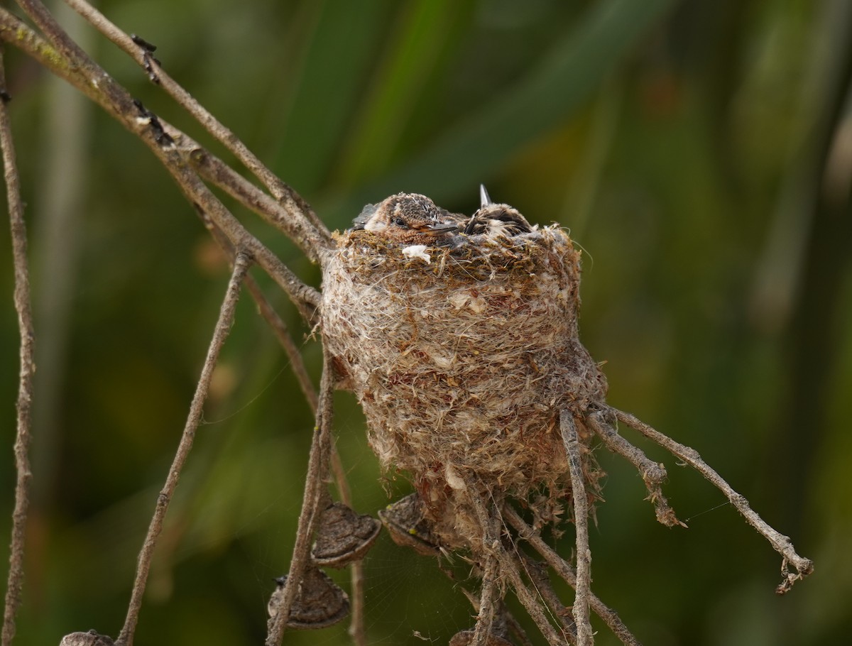 kjempekolibri - ML646739576