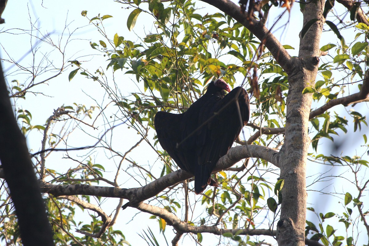 kalkunkondor - ML646739581