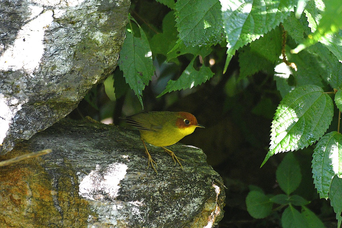 Тезія червоноголова - ML646739583