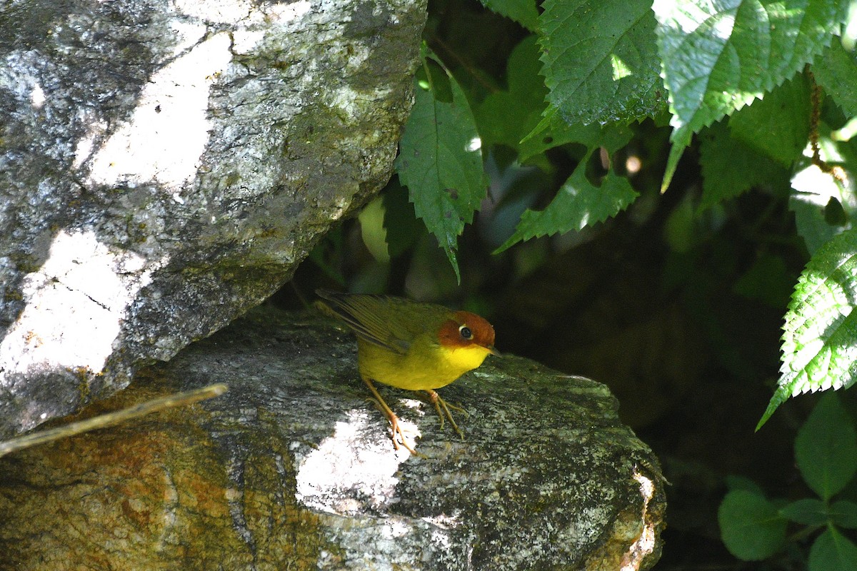 Тезія червоноголова - ML646739584