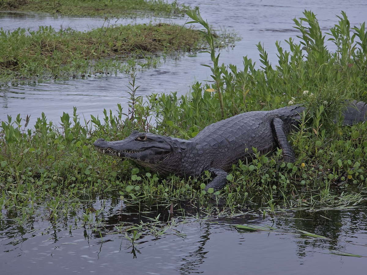 Yacare Caiman - ML646739591