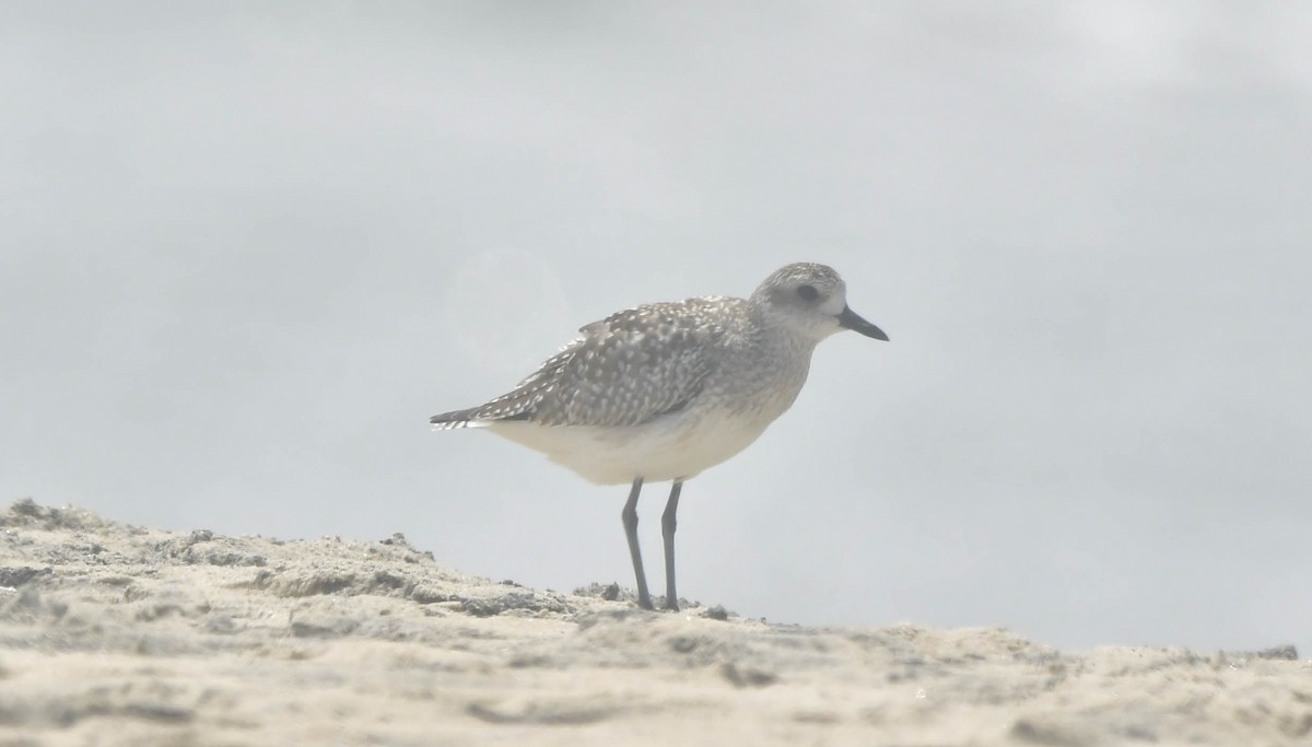 Сивка морська - ML646739592