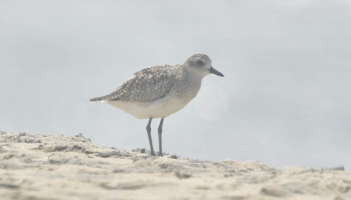 Сивка морська - ML646739593