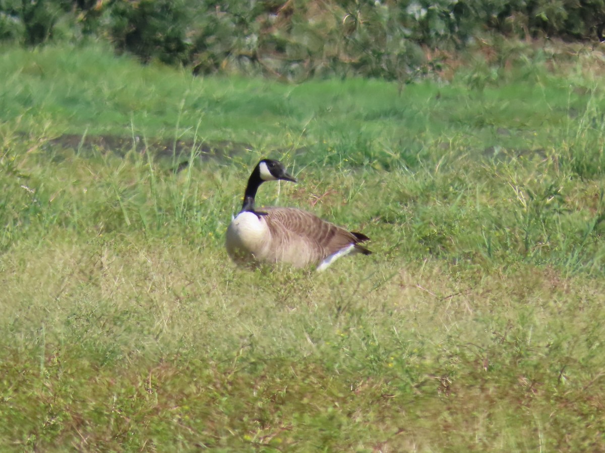 Казарка канадська - ML646739594