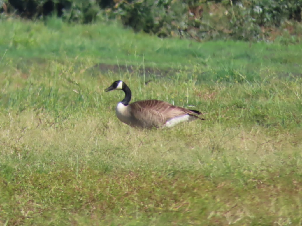 Казарка канадська - ML646739596