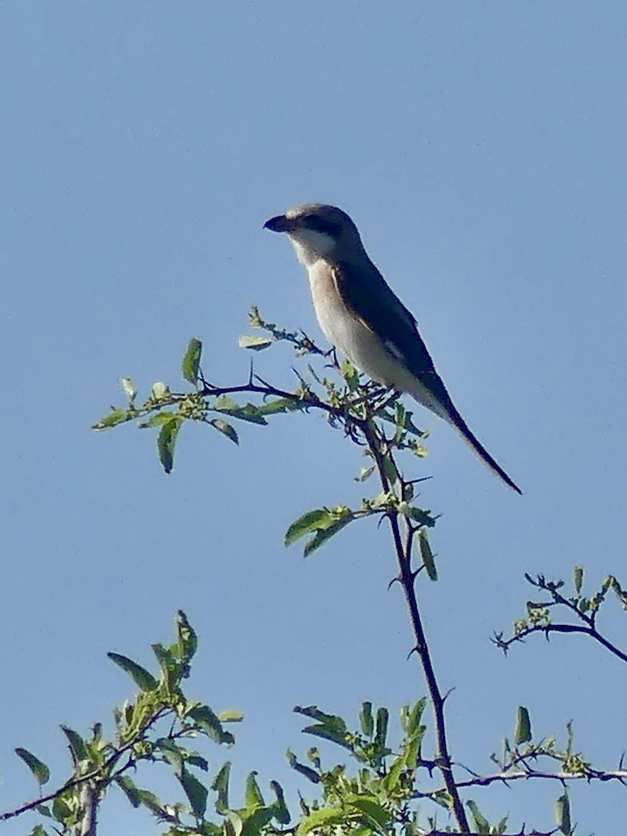 Чернолобый сорокопут - ML646739602