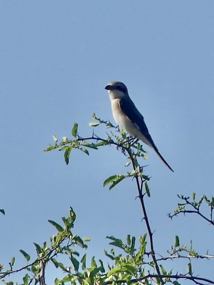 Чернолобый сорокопут - ML646739603