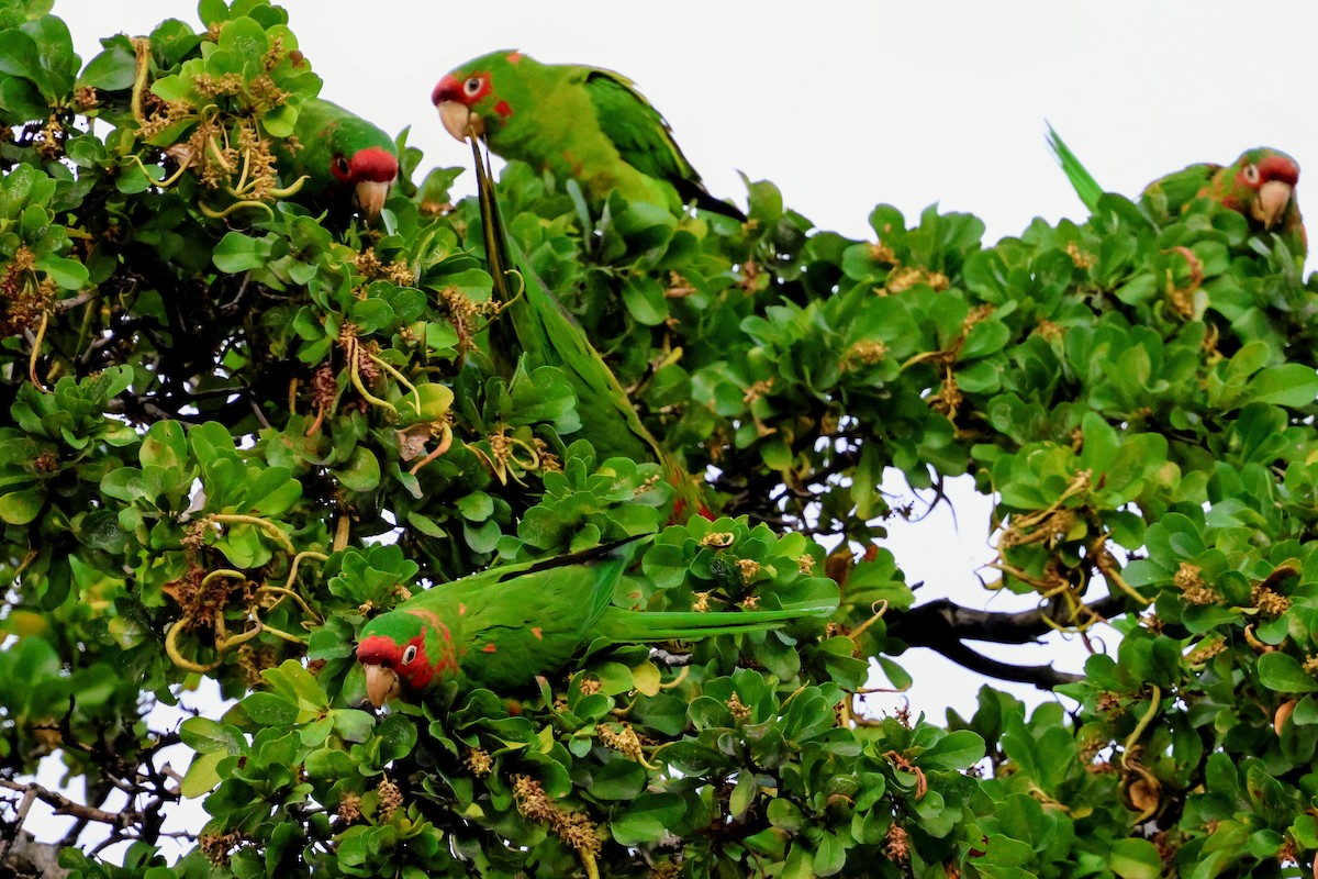 Mitred Parakeet - ML646739607
