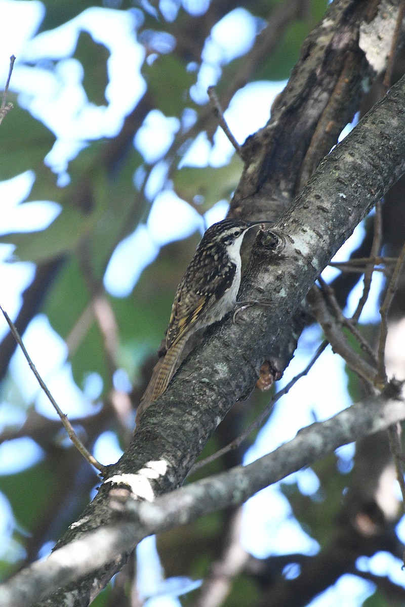 Bar-tailed Treecreeper - ML646739609