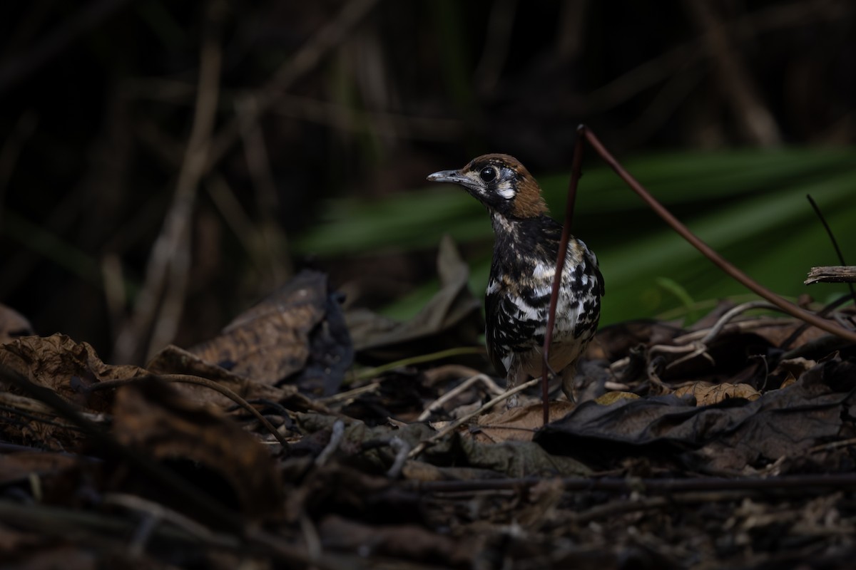 Kızıl Sırtlı Ardıç - ML646739610