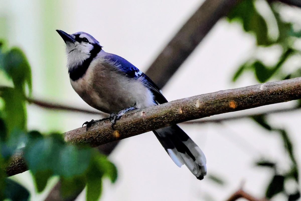 Blue Jay - ML646739611