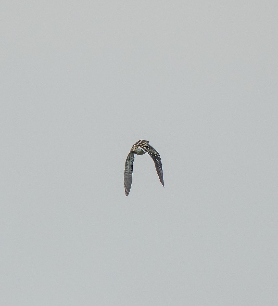 Agachadiza Común - ML646739612