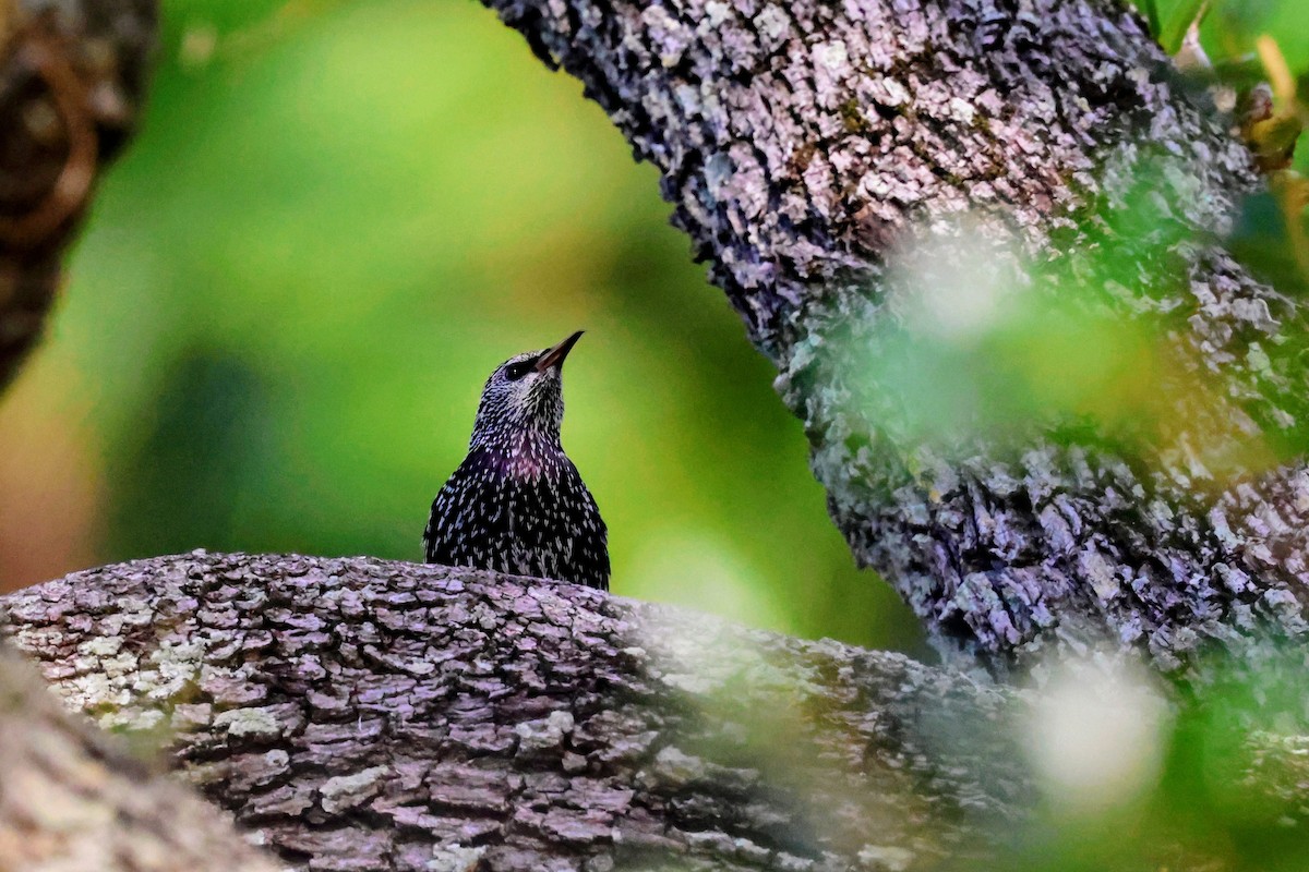 Storno - ML646739613