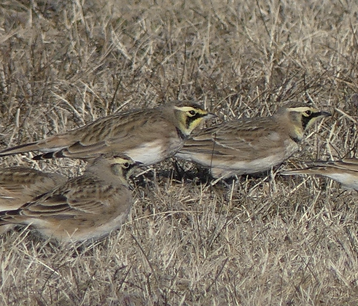 Horned Lark - ML646739615