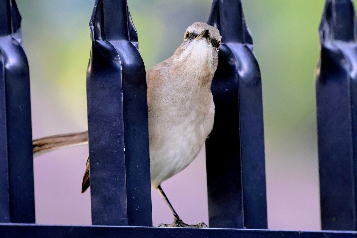 Northern Mockingbird - ML646739616