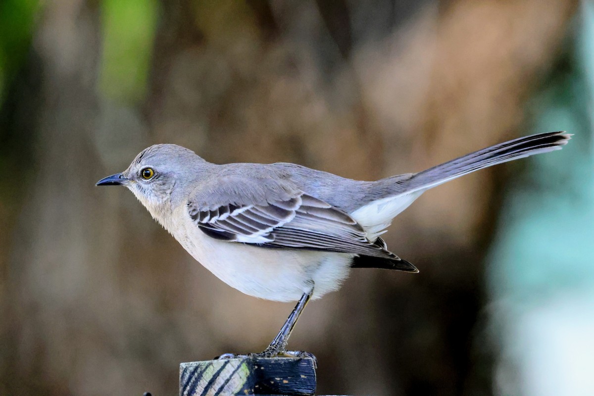 Northern Mockingbird - ML646739617