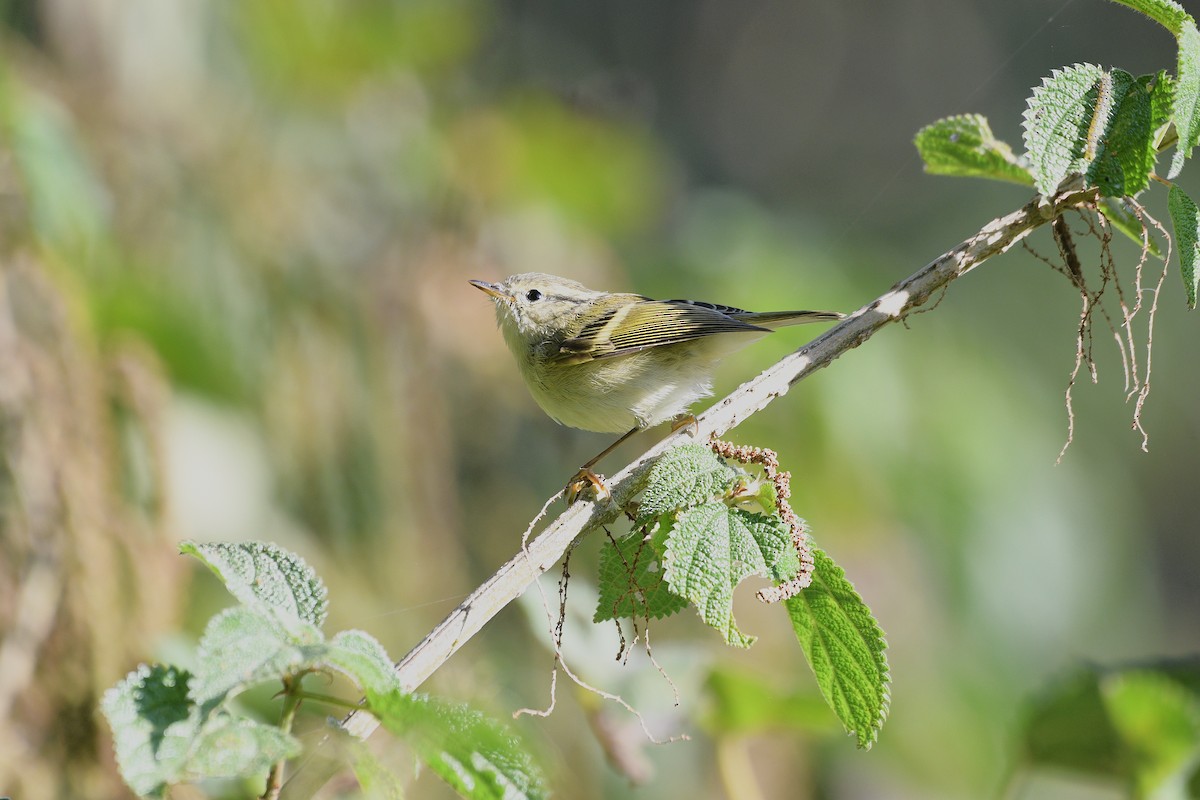 Lemon-rumped Warbler - ML646739622