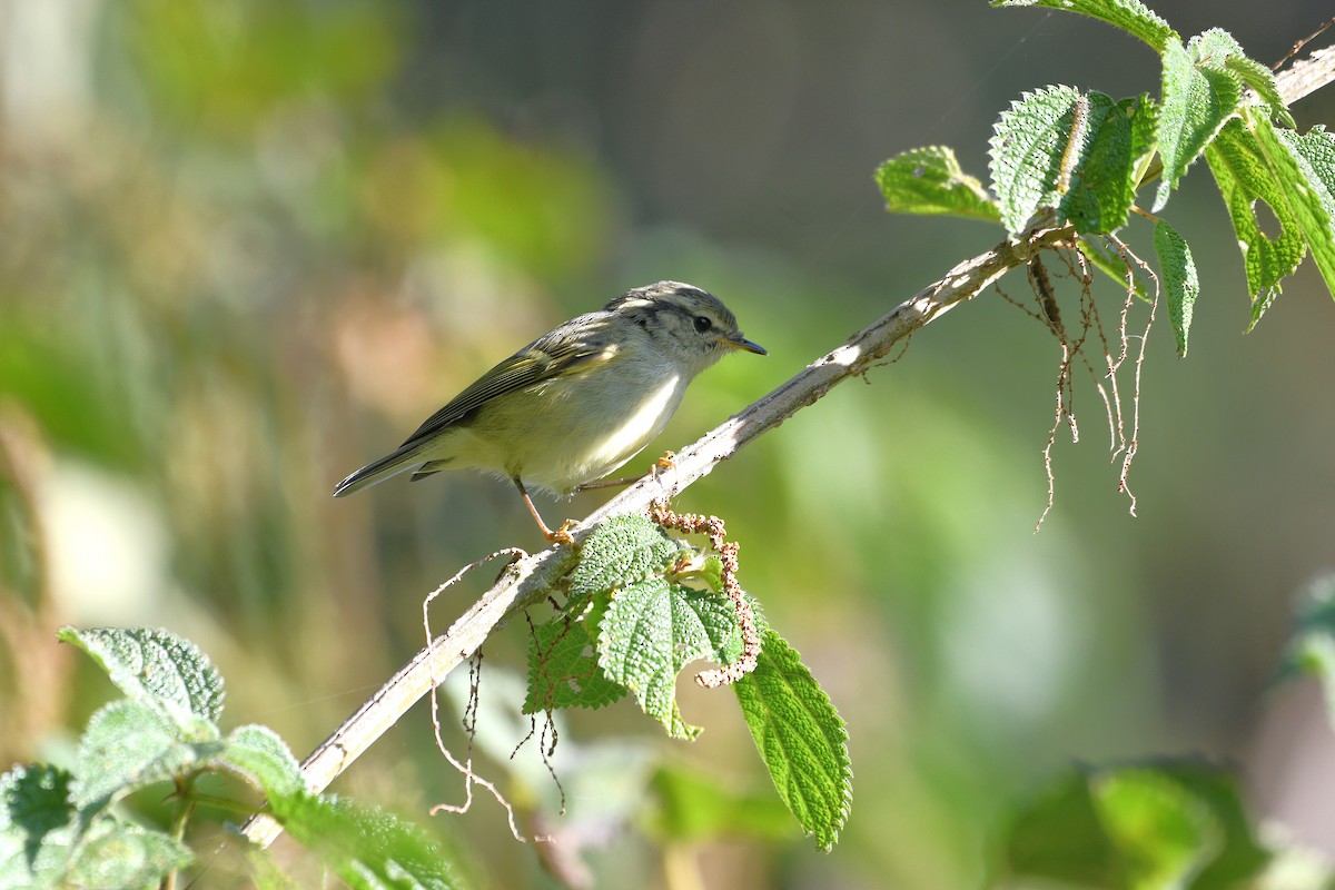 Lemon-rumped Warbler - ML646739623