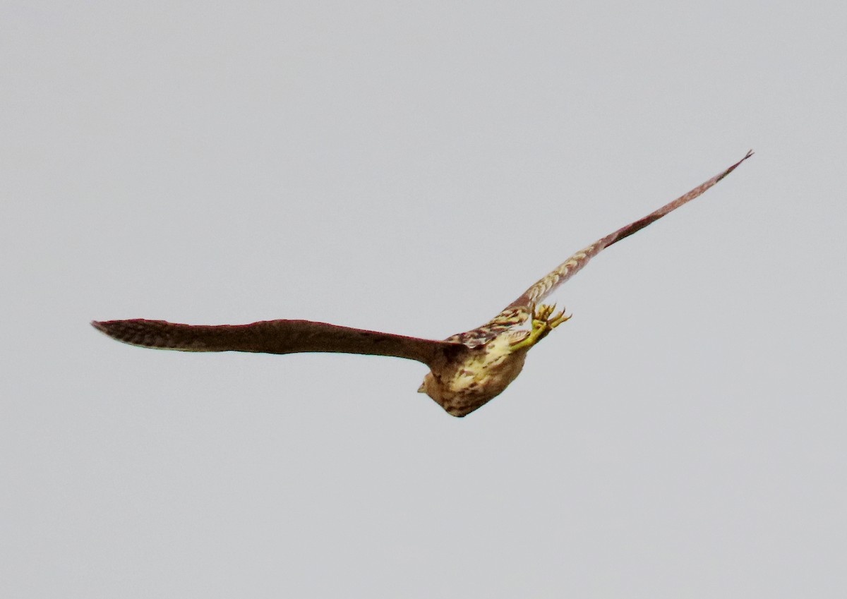 אנפה משורטטת - ML646739624