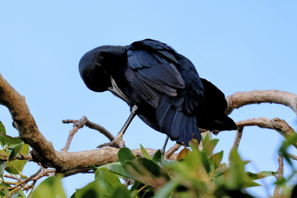 Boat-tailed Grackle - ML646739625