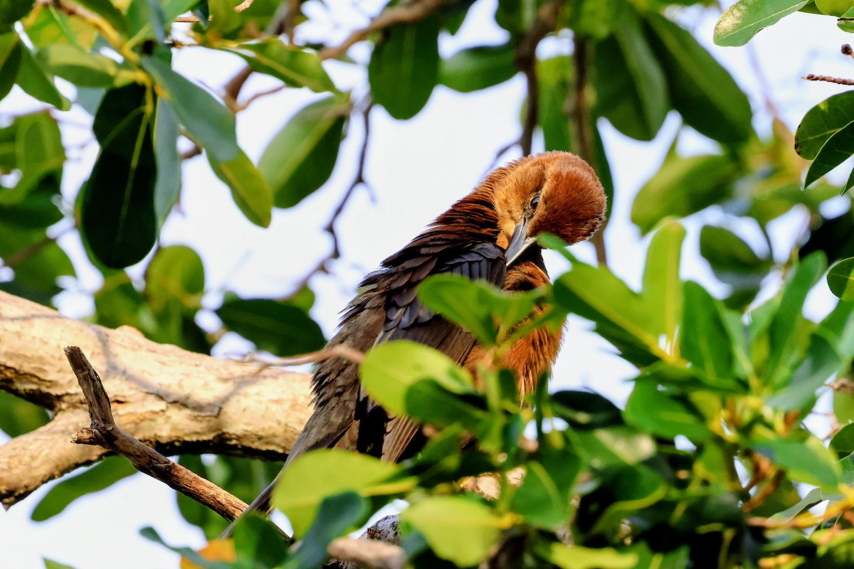 Boat-tailed Grackle - ML646739626