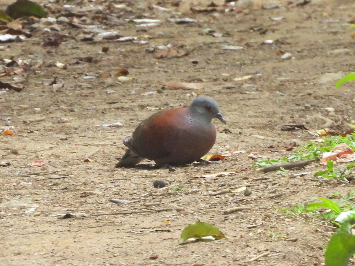 Tórtola Malgache - ML646739628