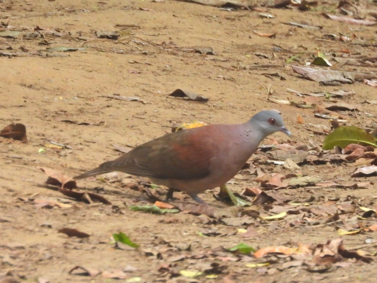 Tórtola Malgache - ML646739629