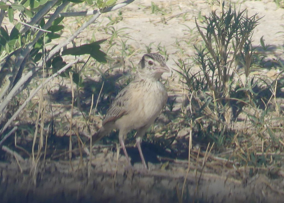 Eastern Clapper Lark - ML646739648
