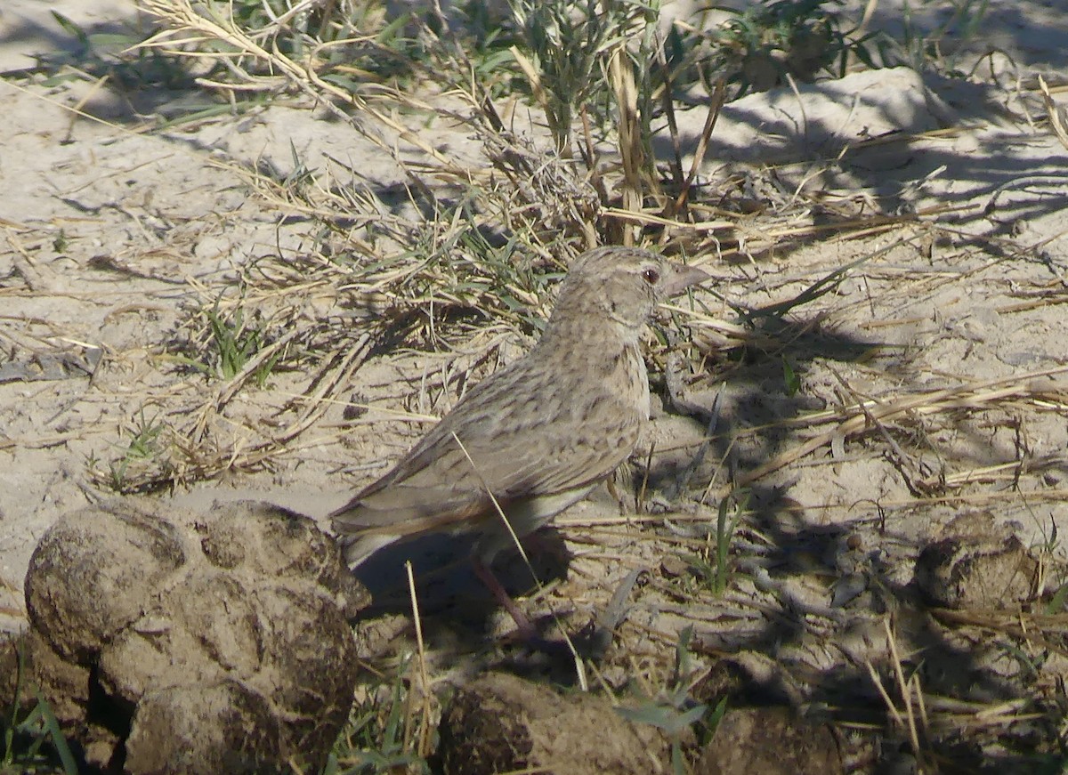 Eastern Clapper Lark - ML646739649
