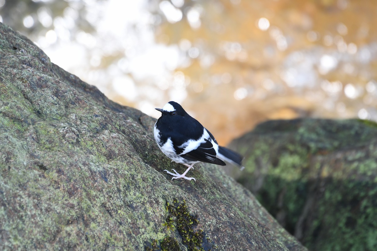 Little Forktail - ML646739656