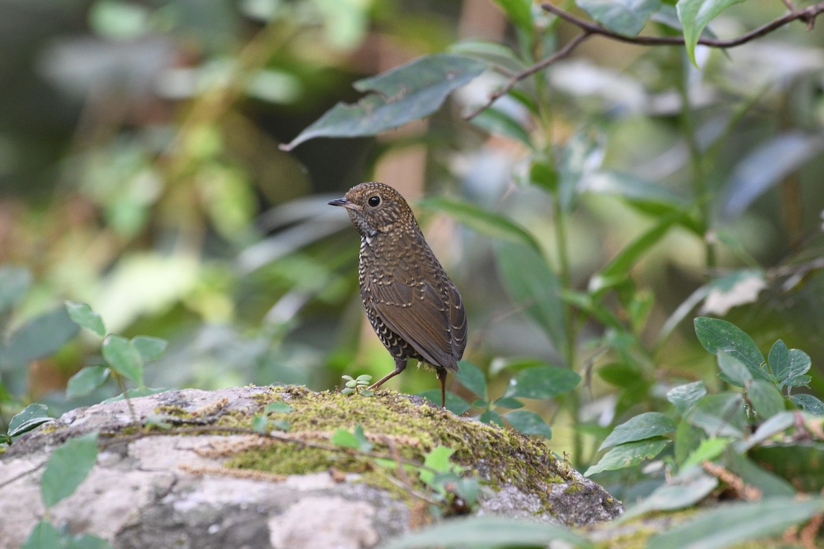 Scaly-breasted Cupwing - ML646739657