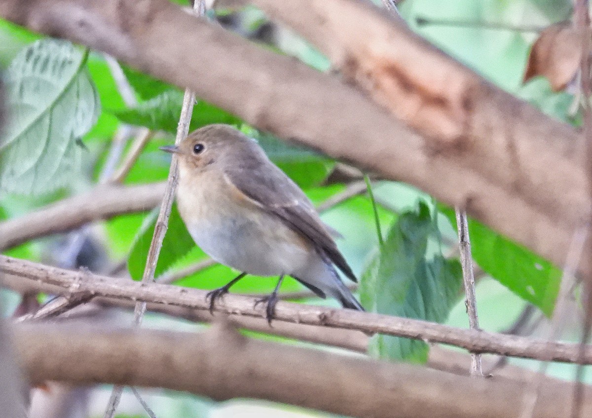 Küçük Sinekkapan - ML646739658