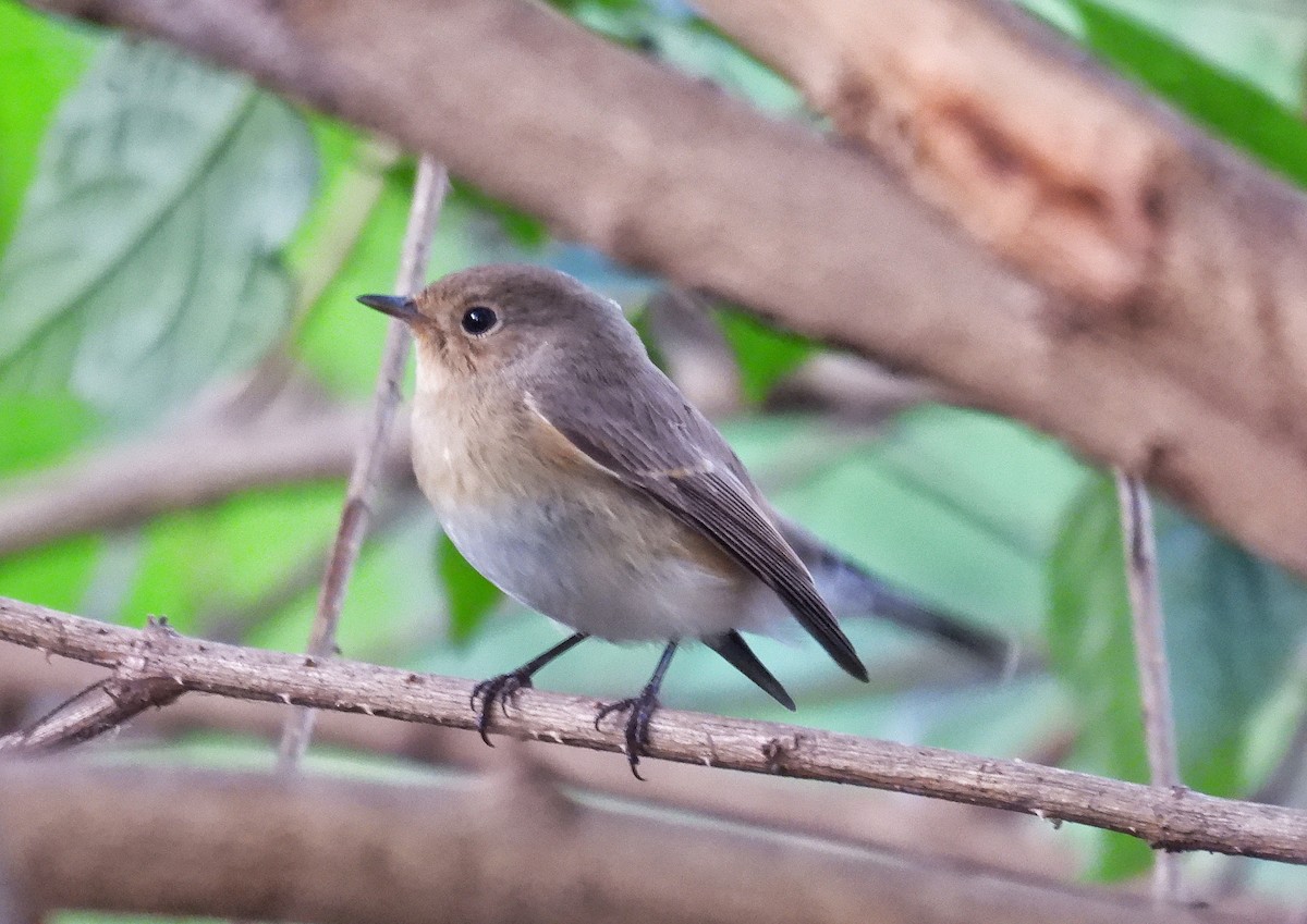 Küçük Sinekkapan - ML646739659