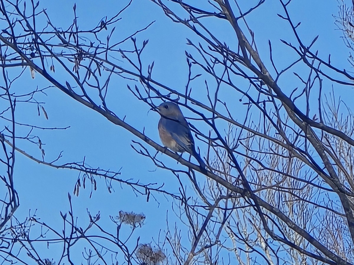 Eastern Bluebird - ML646739662