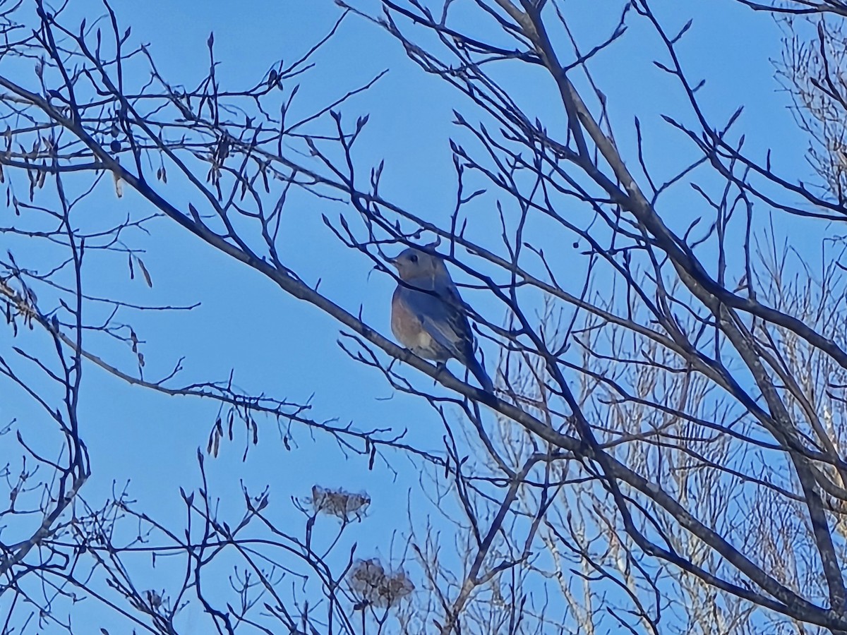 Eastern Bluebird - ML646739663