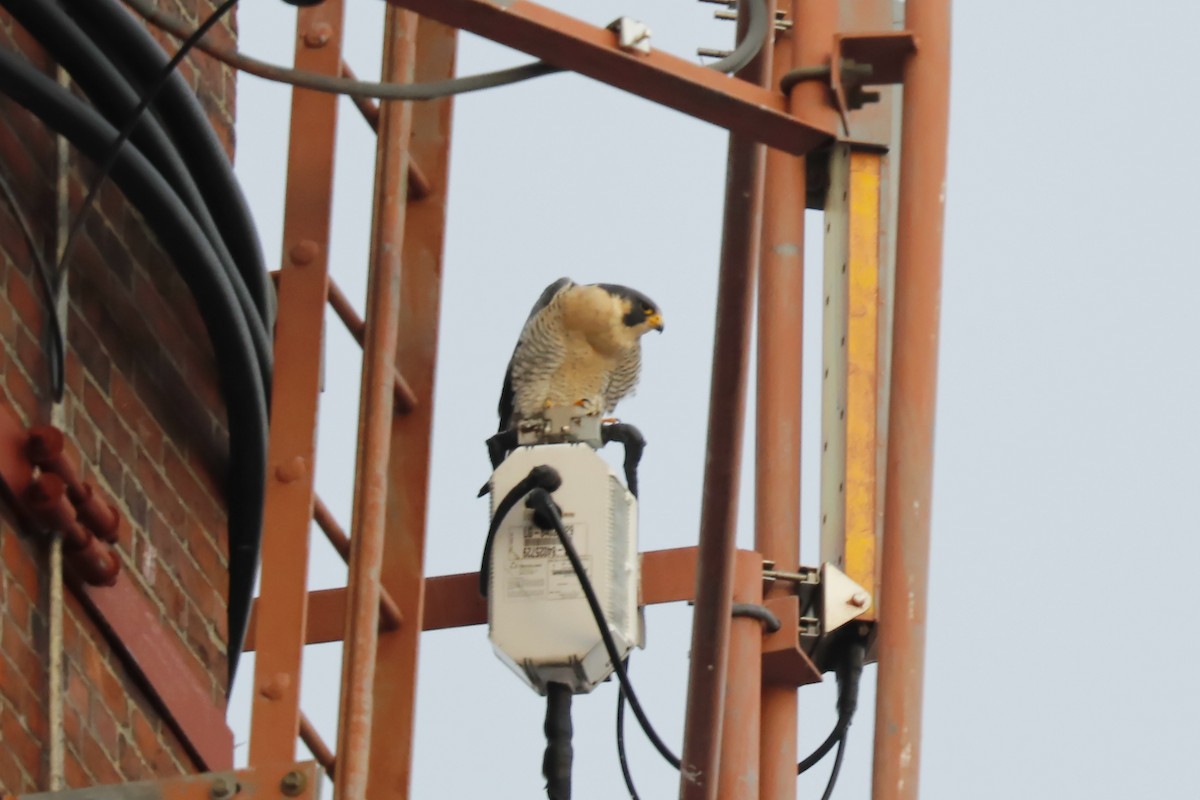 Эгэл шонхор - ML646739664