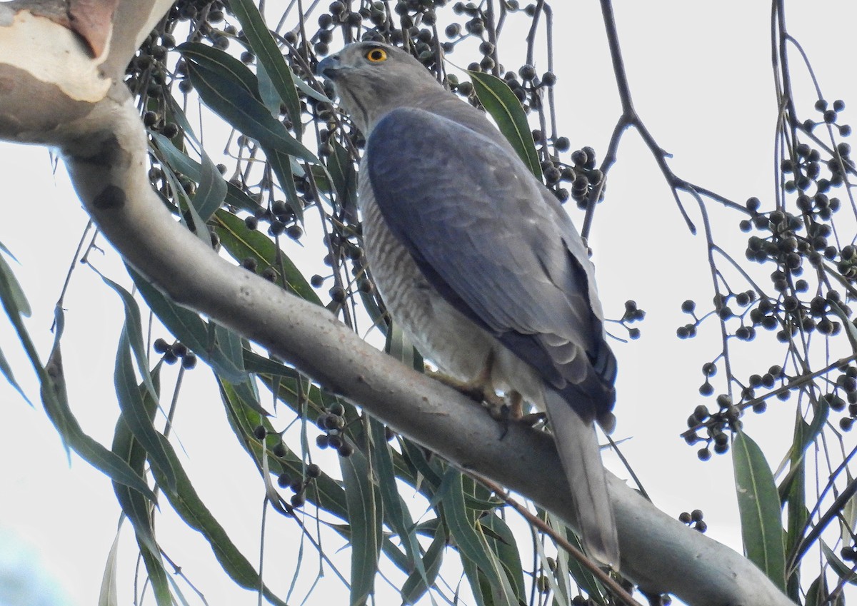 Şikra - ML646739675