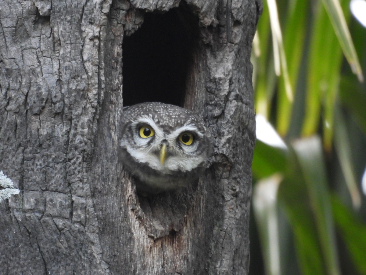 Hint Kukumavı - ML646739692