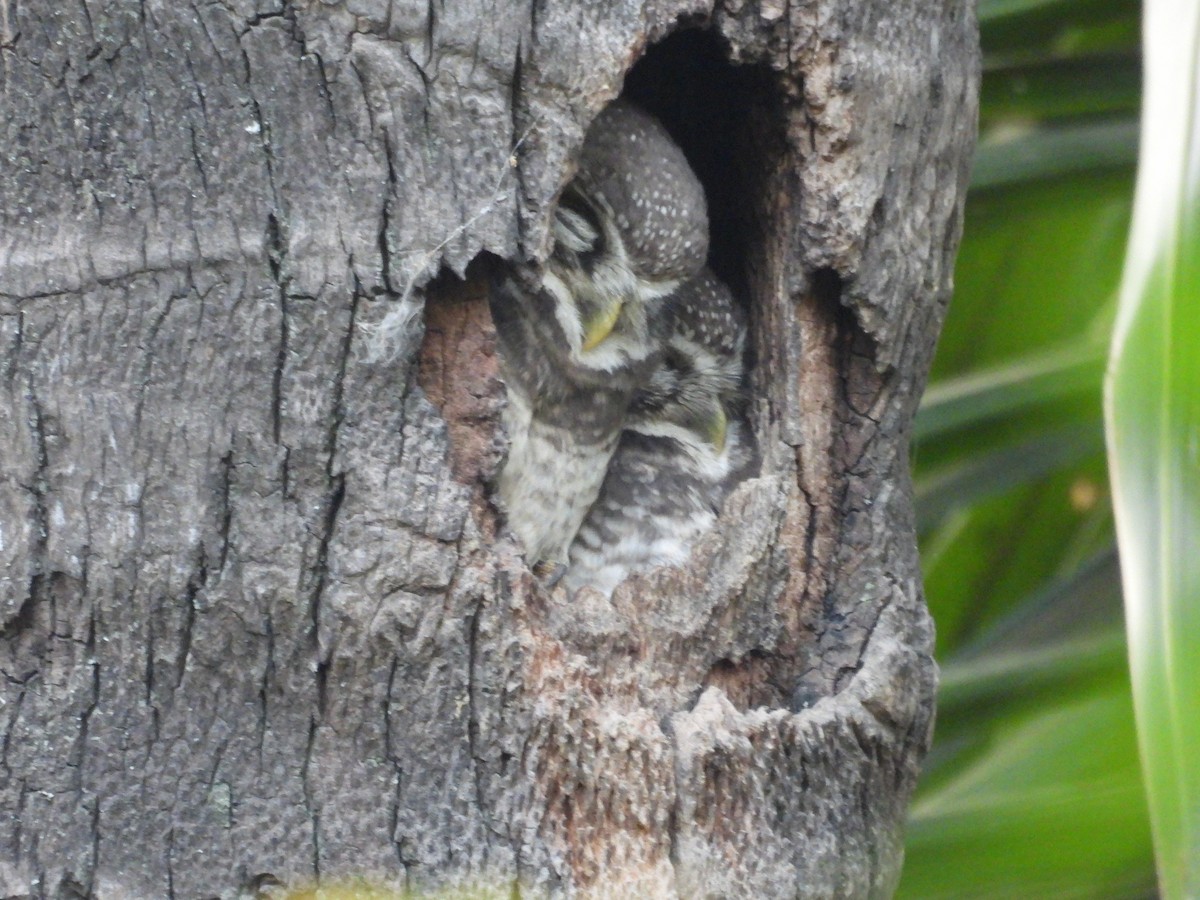 Hint Kukumavı - ML646739695