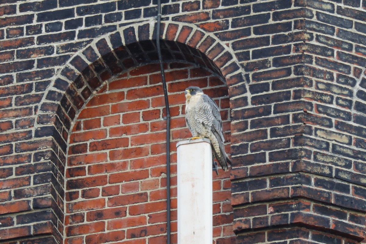 Эгэл шонхор - ML646739696