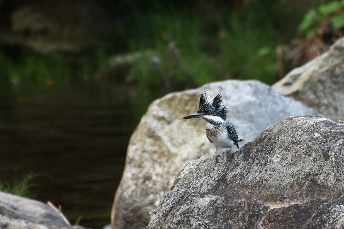 Crested Kingfisher - ML646739697