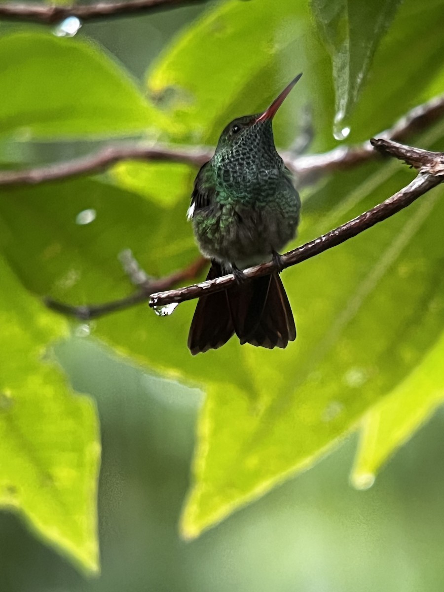 Rufous-tailed Hummingbird - ML646739699