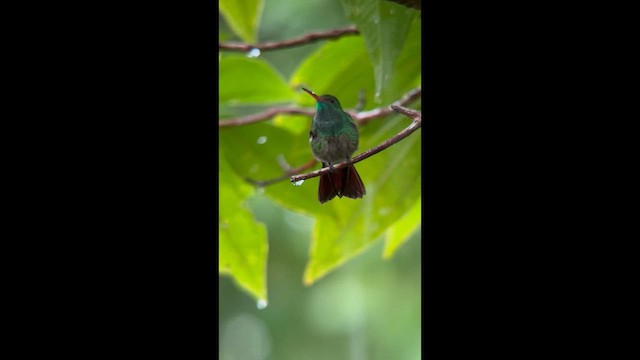 Rufous-tailed Hummingbird - ML646739700