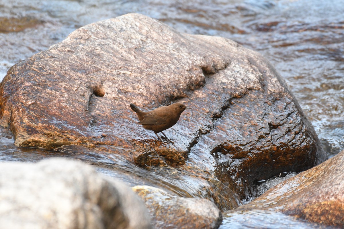 Ur-zozo arrea - ML646739701