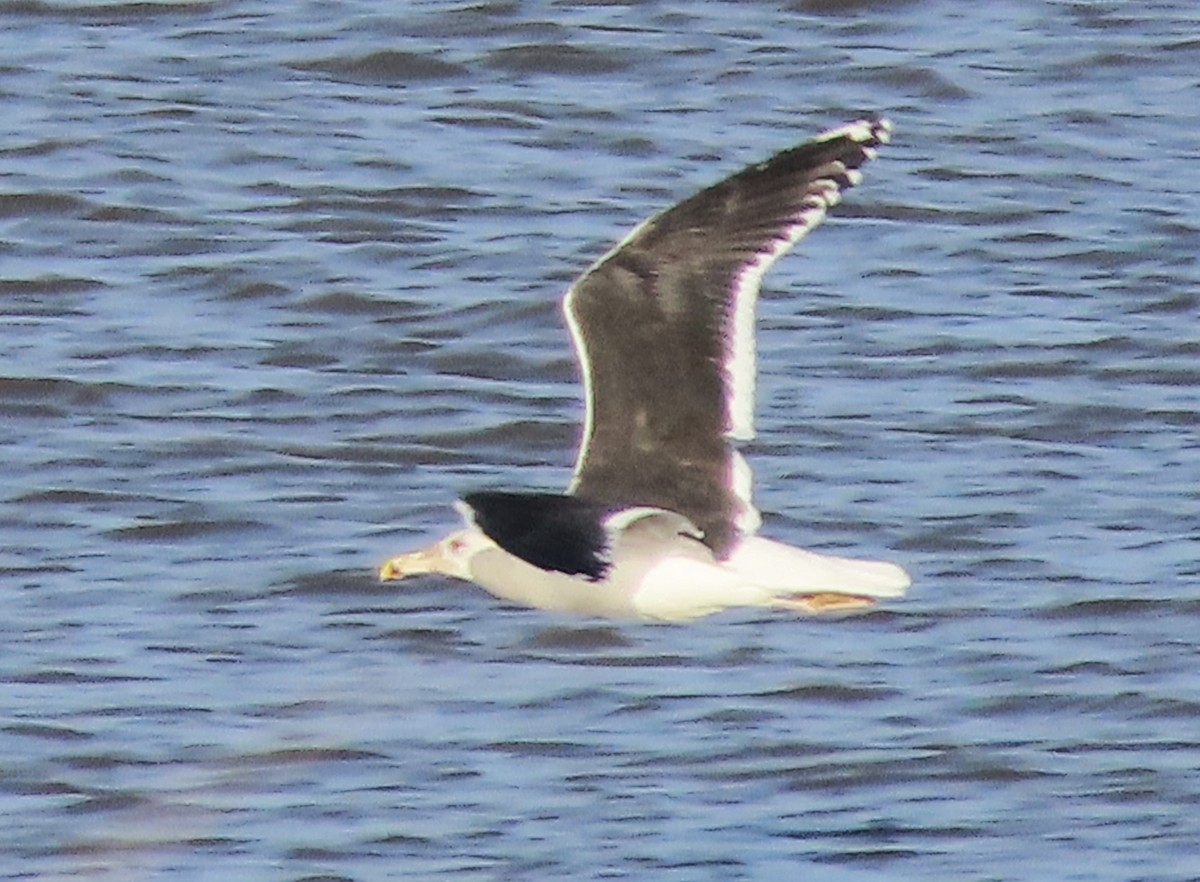 Great Black-backed Gull - ML646739708